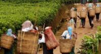 பெருந்தோட்ட சம்மேளனத்திற்கு ஒருமாத கால அவகாசம்